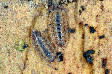 Common rough woodlouses, Porcellio scaber on wood.