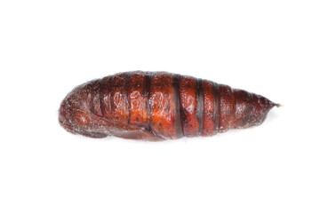 Pupa of the Silver Y (Autographa gamma) on white. It is a migratory moth of the family Noctuidae. Caterpillars of this owlet moths are pests more than 200 different species of plants including crops.