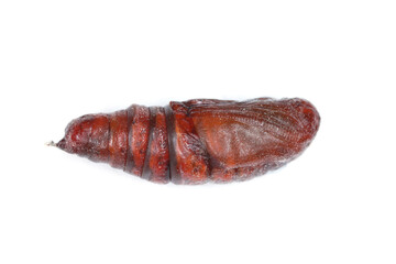 Pupa of the Silver Y (Autographa gamma) on white. It is a migratory moth of the family Noctuidae. Caterpillars of this owlet moths are pests more than 200 different species of plants including crops.