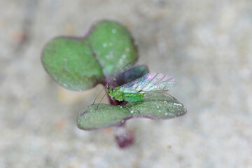 A green winged aphid on a germinating plant.