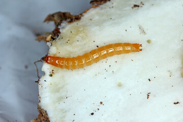 Wireworm (a beetle larva of the  click beetles family - Elateridae) in a mushroom.