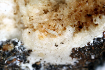 Fly larvae (maggots) in a mushroom. A wormy mushroom.