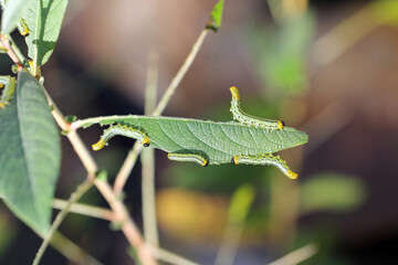 Caterpillars of Pteronidea salicis - pest that eats leaves of willow trees, also grown in gardens 