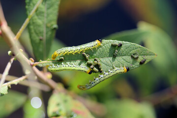 Caterpillars of Pteronidea salicis - pest that eats leaves of willow trees, also grown in gardens 