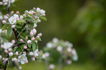 Blooming pink apple orchard in spring. Blossoming: a branch with flowers of a blossoming apple tree against a garden. Allergy Season. Young apple trees in the garden. Soft focus