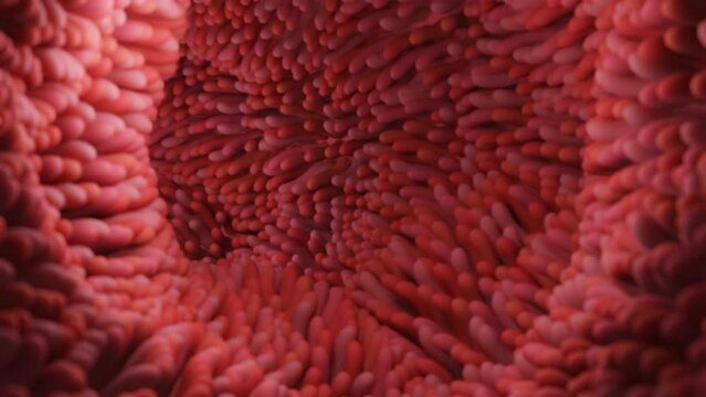 Intestinal villi. Intestine lining. Microscopic villi and capillary. Human intestine. 3D rendering. High quality 4k footage