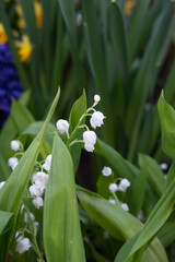 Fototapeta premium Spring flowering plant white lily of the valley on the background of green leaves