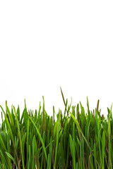 Green grass against white background. Natural fresh lawn background.