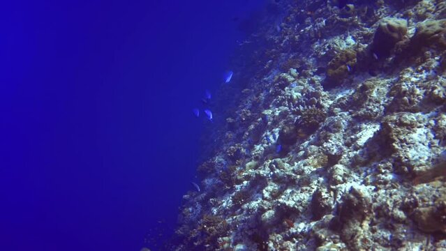underwater close up landscape of vegetation of coral reef and fishes. Maldives