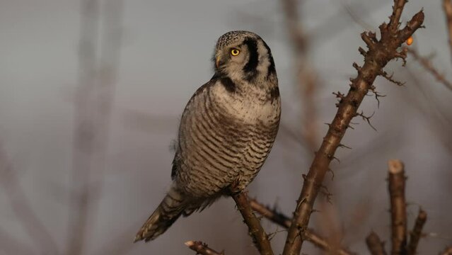 Misty evening. Hawk owl sunset, Surnia ulula, hidden in pine tree. Hawk owl pink violet twilight night. Winter wildlife in Sweden. Blizzard with cute owl with yellow eyes. Hawk owl twilight, tree.