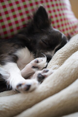 Chihuahua dog sleeping under blanket in bed dreaming sweet dreams