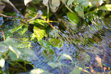 奇麗な清流と光の反射と揺らめき。