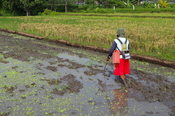 farmer plowing muddy field with hand tractor on indonesia, asia