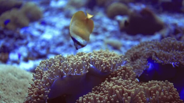 close up view of gold fish eat and hunt near corals on reef. Maldives