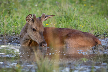 Young red deer, cervus elaphus, drinking water in summertime nature. Immature stag with new velvet antlers lying in mud. Juvenile mammal resting in marsh.