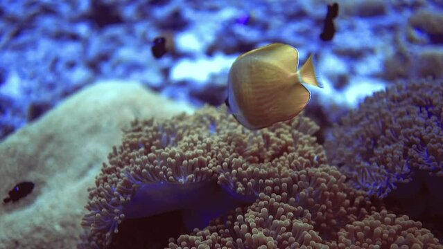 close up view of gold fish with line on head hunt near corals on reef. Maldives