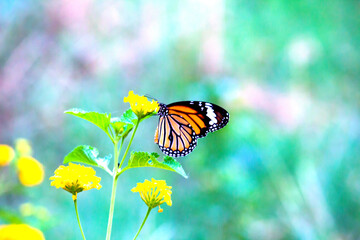 Monarch Butterfly - A monarch butterfly feeding on flowers in a Summer garden.