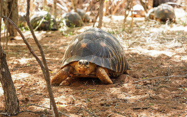 Radiated tortoise -  Astrochelys radiata - critically endangered turtle species, endemic to...