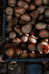 Harvesting. Potatoes in a plastic box. Vegetables.