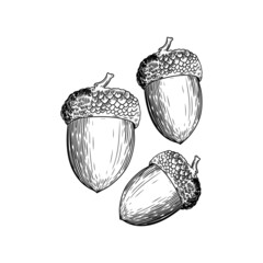 illustration flora acorn tree seeds - obrazy, fototapety, plakaty
