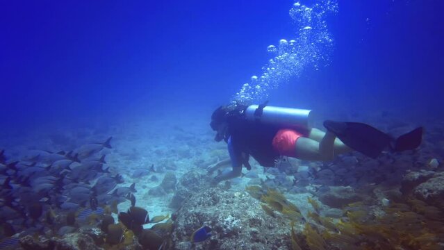 underwater seascape with woman who haunting the flock of silver fishes.Maldives