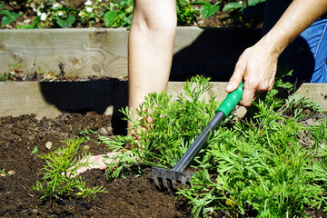 Woman in garden with rake in planting bed at gardening on a sunny summer day	
