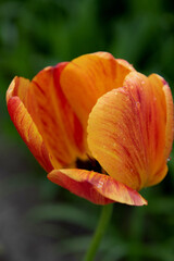 red tulip flower