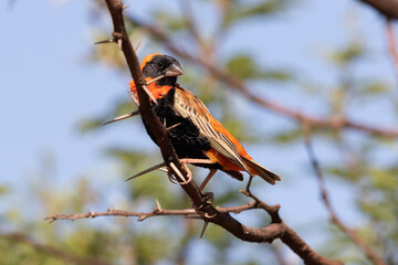 Male Southern Red Bishop, Kruger National Park