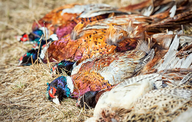 Pheasant, hunting trophies lie on the grass