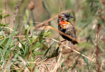 Male Southern Red Bishop, Kruger National Park
