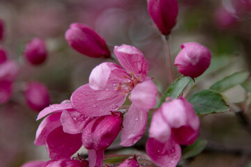 Fototapeta na wymiar pink spring flowers close up
