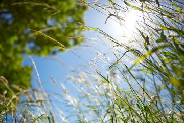 Natur, Umwelt, Wald und Wiese