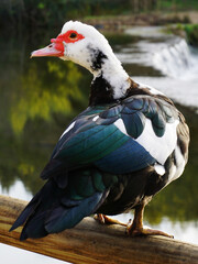 eautiful duck river in a wood bar