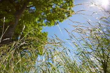 Natur, Umwelt, Wald und Wiese