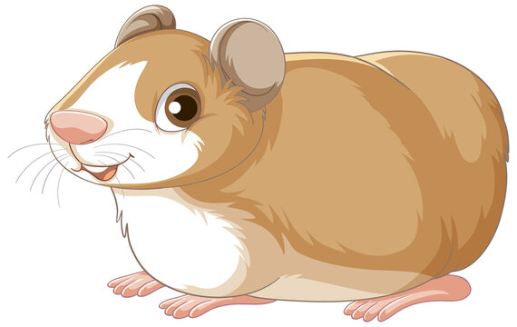 A Cute guinea pig on white background