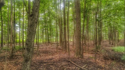 Fototapeta premium morning forest
