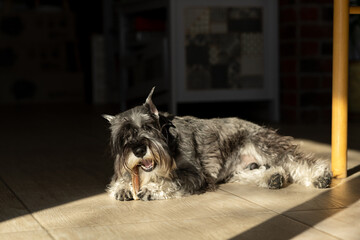 the dog is lying on the floor and basking in the sun