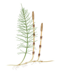 Equisetum arvense, the field horsetail or common horsetail, is an herbaceous perennial plant - obrazy, fototapety, plakaty