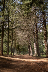 Path between the forest from the ground