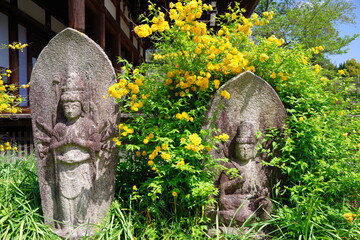 古都奈良　ヤマブキの咲く般若寺　