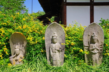古都奈良　ヤマブキの咲く般若寺　