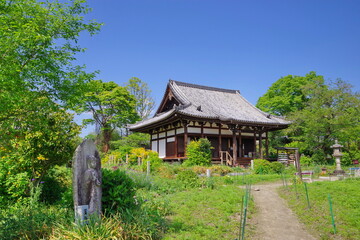 古都奈良　ヤマブキの咲く般若寺　