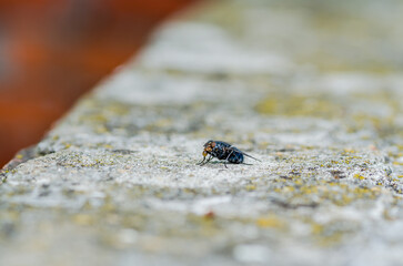 Housefly in its natural environment, close-up. 