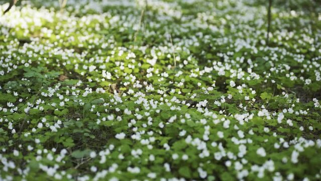Blooming rabbit sprouts in the woods in spring. Smooth movement.