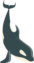 Black and White Orca or Killer Whale as Marine Mammal and Ocean Species © topvectors