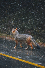 Fox Portrait in the middle of a snowstorm in Bariloche, Argentina