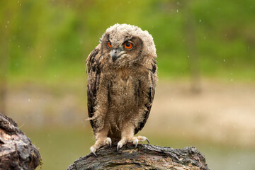 Wild Eurasian Eagle Owl sits outside on a tree trunk in the rain. Red-eyed, six-week-old bird of prey. raining, raindrops rainy weather