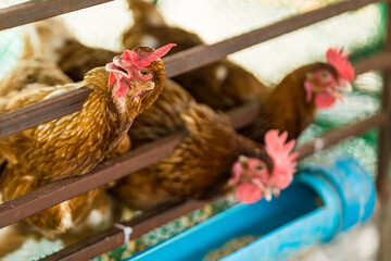 Chicken and egg farm behind the house. Small chicken farm. Collect eggs for sale. Make money every day in the Covid-19 economic era. Make money and food for the family.