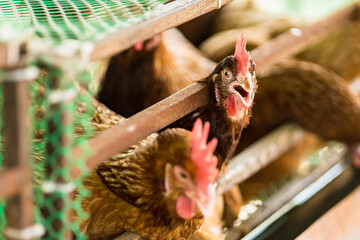 Chicken and egg farm behind the house. Small chicken farm. Collect eggs for sale. Make money every day in the Covid-19 economic era. Make money and food for the family.