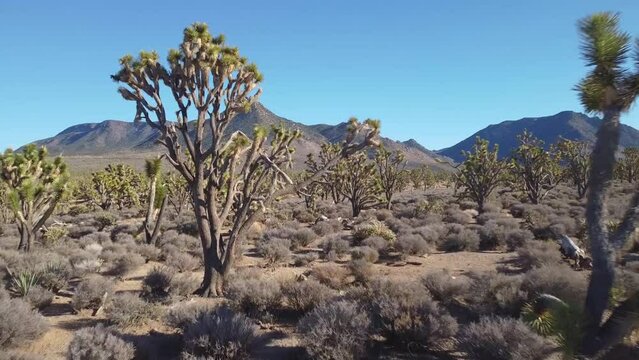 Joshua tree National park desert landscape, yucca plants, California